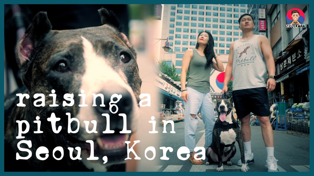 Raising a Pit Bull in Seoul, Korea | 서울서 핏불 개 품종 키우기