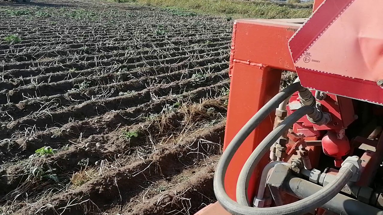 Potato harvest 2019 old amac zm2 grimme