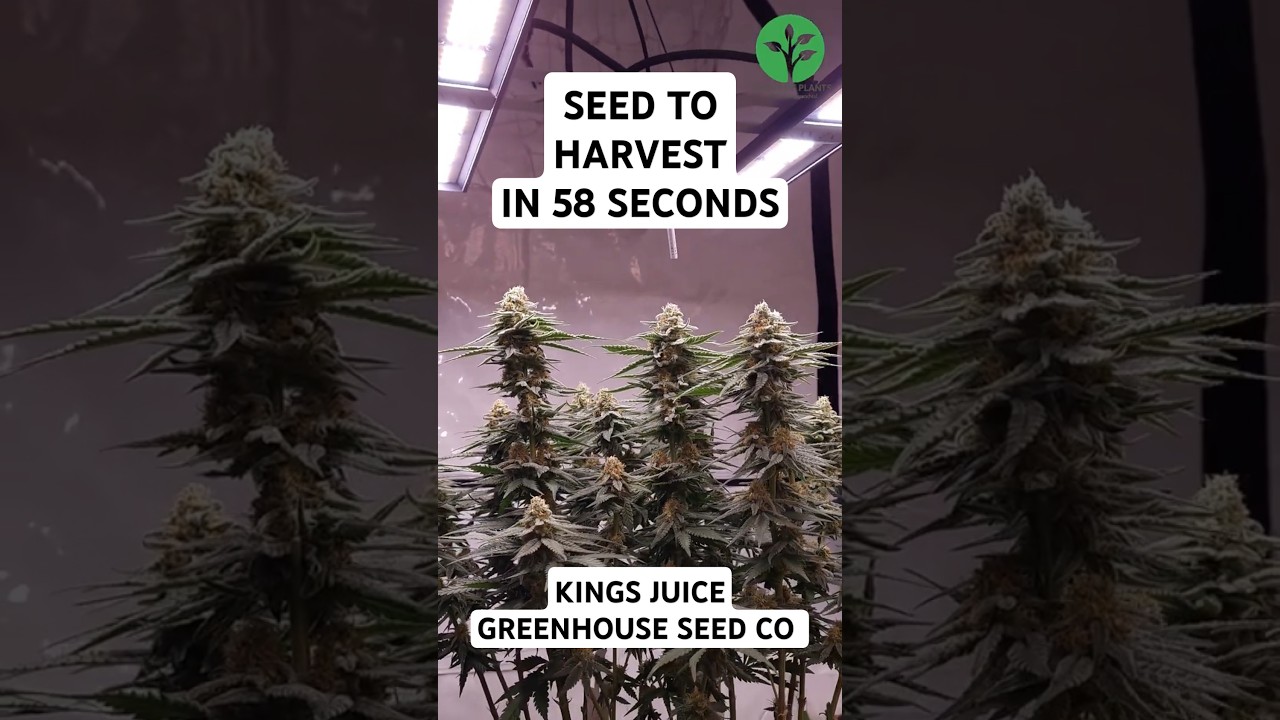 58 Sekunden bis zur Ernte - King's Juice in Living Soil von Couple of Plants mit nur 125 WATT LED!