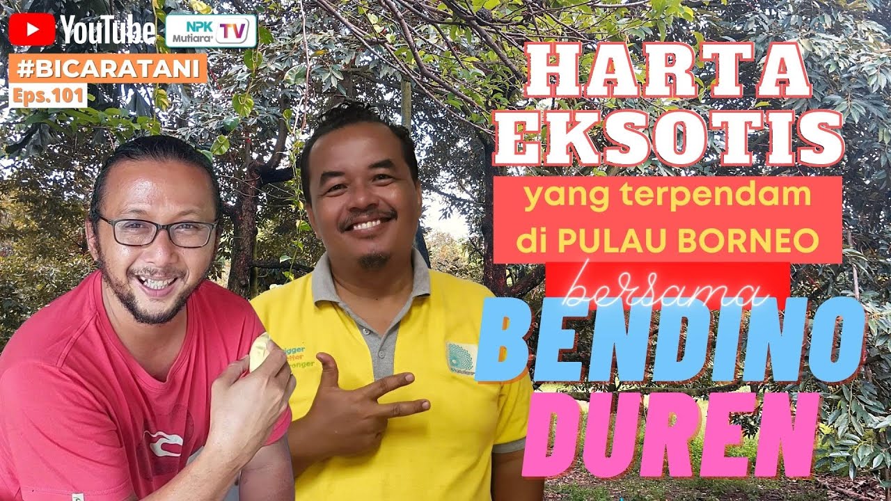 Banyak DURIAN di PULAU BORNEO - HARTA TERPENDAM Nih 🤩🤩 | BENDINO DUREN - Bicara Tani #101