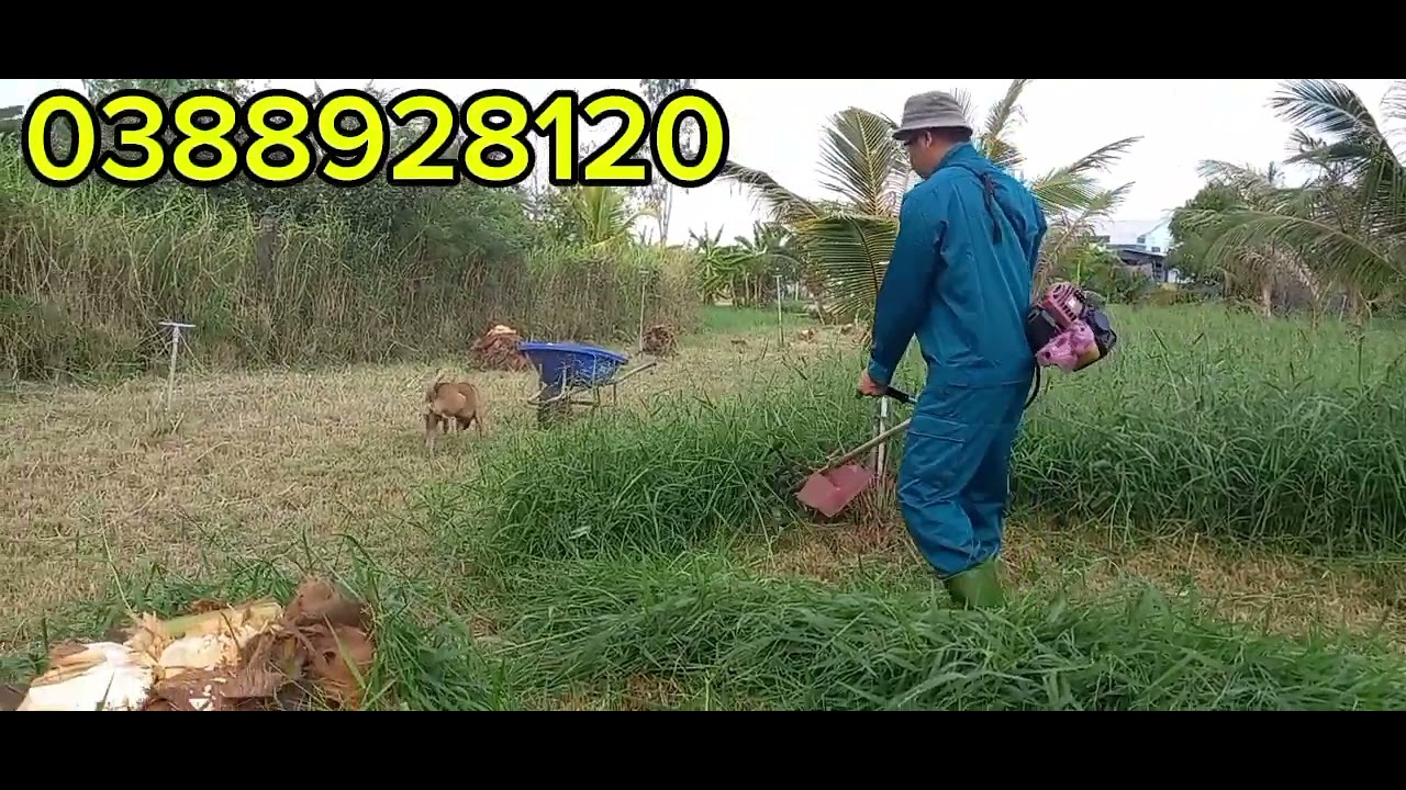 NUÔI BÒ TRỒNG CỎ NÀY BAO ĂN