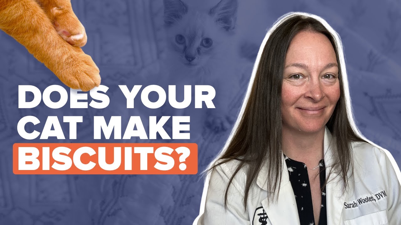 Why Do Cats Knead? | Understanding This Adorable Cat Behavior