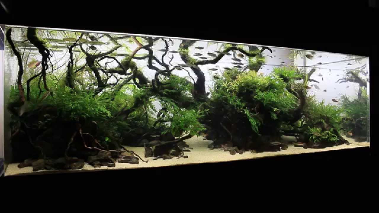 The International Aquatic Plants Layout Contest 2015　No.66
