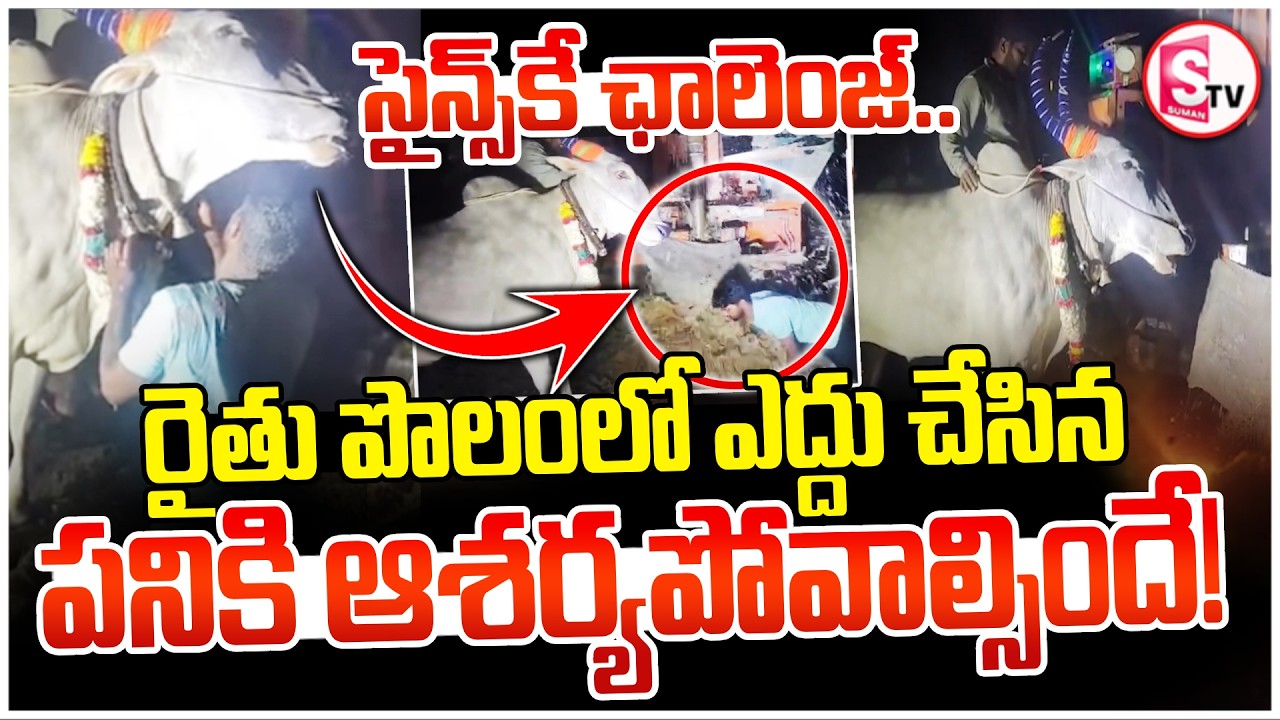 Amazing Cow Detects Water Underground | Telugu Viral Video | SumanTV Vijay |@SumantvKhammam