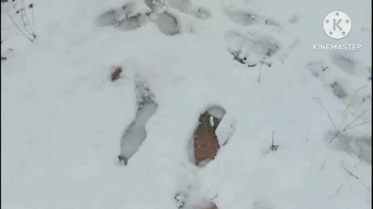 سقوط ثلوج في مدينة الحاجب 
