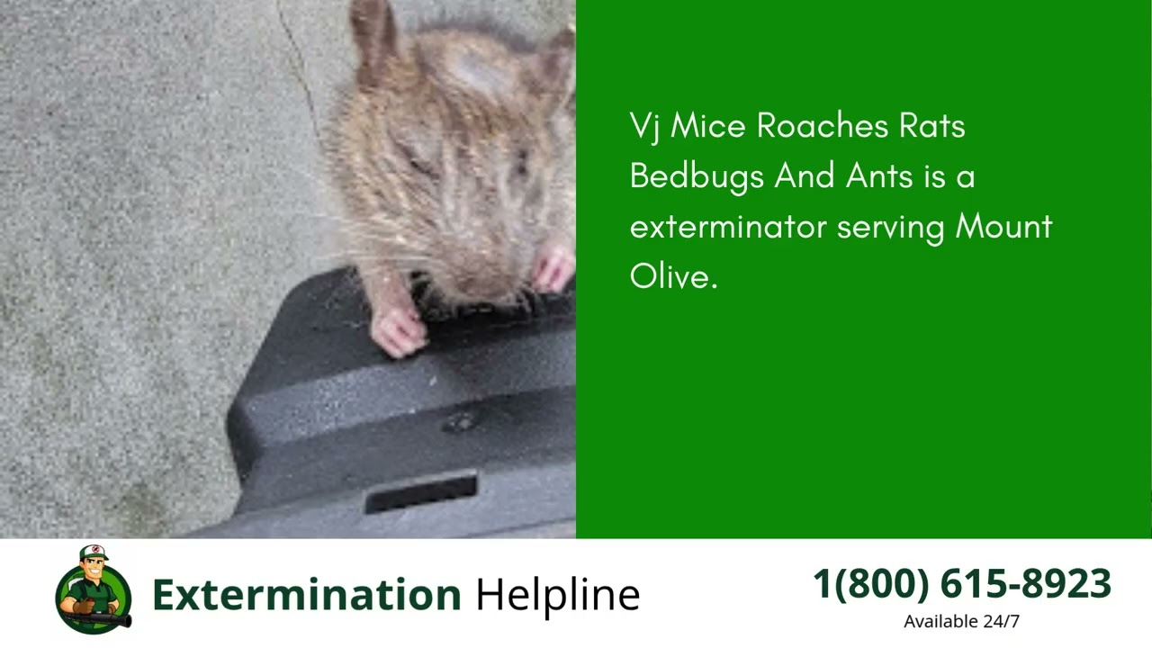 Top 3 Exterminators in Mount Olive