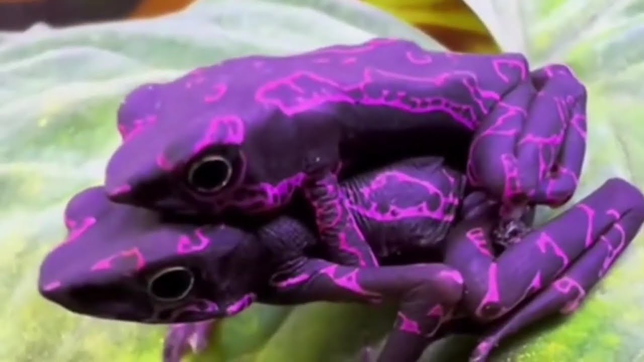 Breeding the Endangered Purple Toad: A Conservation Milestone