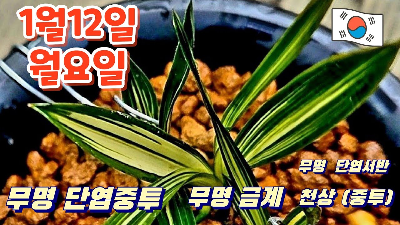 1월12일ㆍ월요일ㅡ7품종 ❤️ 무명  귀한 💥💥 💥품종ㅡ 종자목하세요 ❤️      [4K]