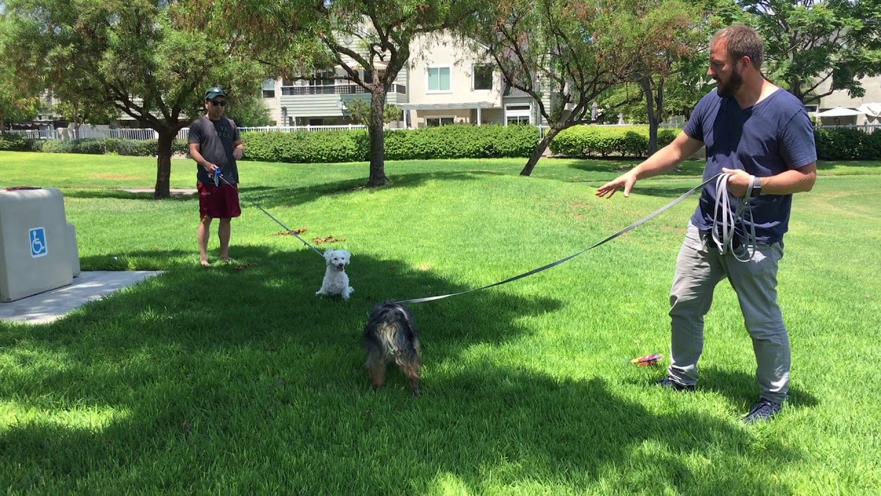Using BAT to Stop Niko From Acting Aggressive to Dogs