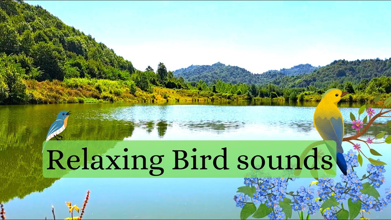 Relaxing Nature Sounds, Bird Song by a Serene Stream and Pond for Ultimate Relaxation