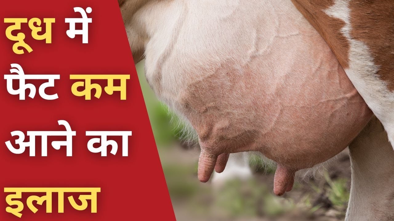 दूध में फैट कम आने का इलाज | Low Fat in Cow Milk - Use of Choline Chloride