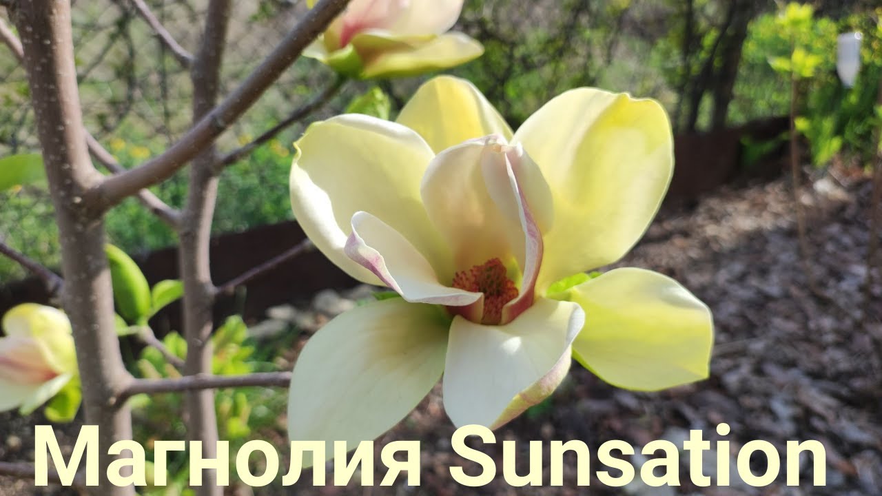 Магнолия Sunsation. Вторая неделя цветения.