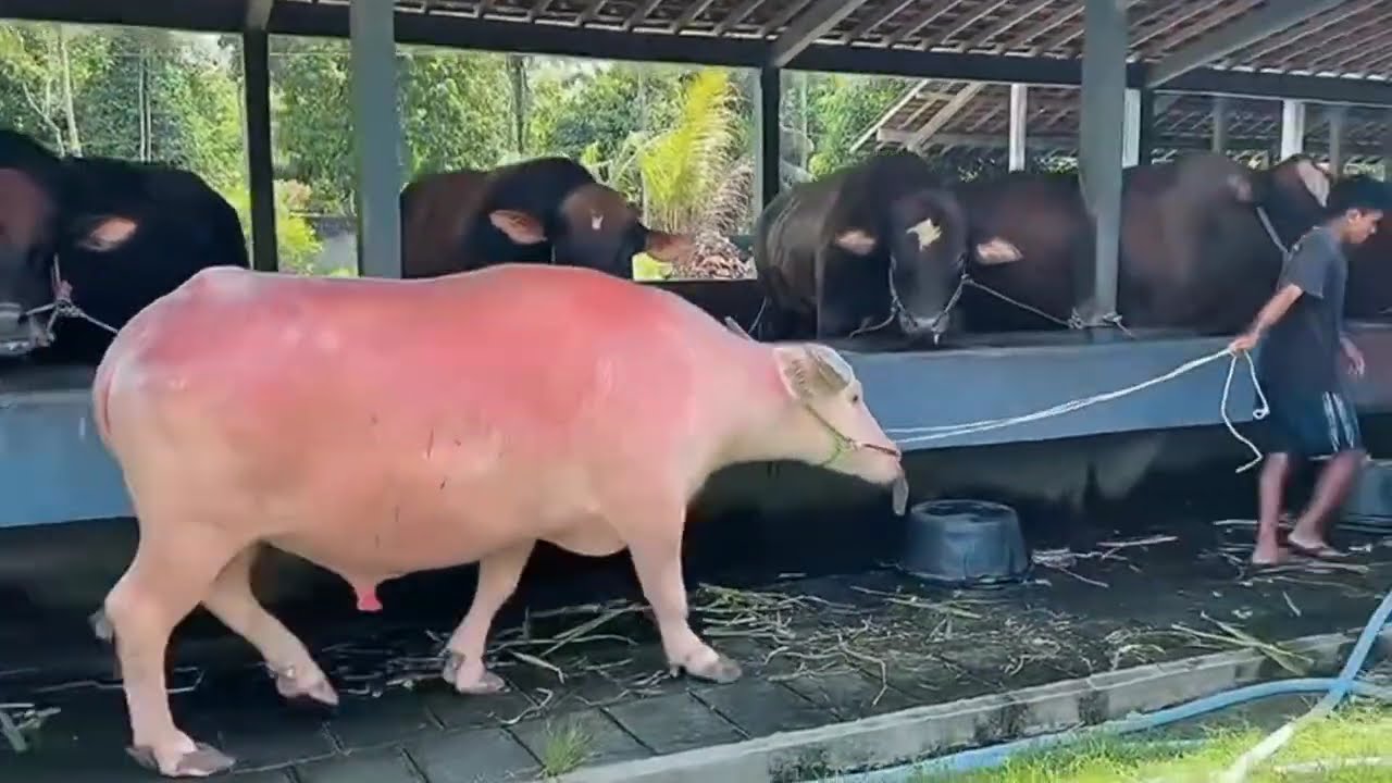 Mas Hermawan Tambah Koleksi Kebo Bule Di Kandang Setia Farm