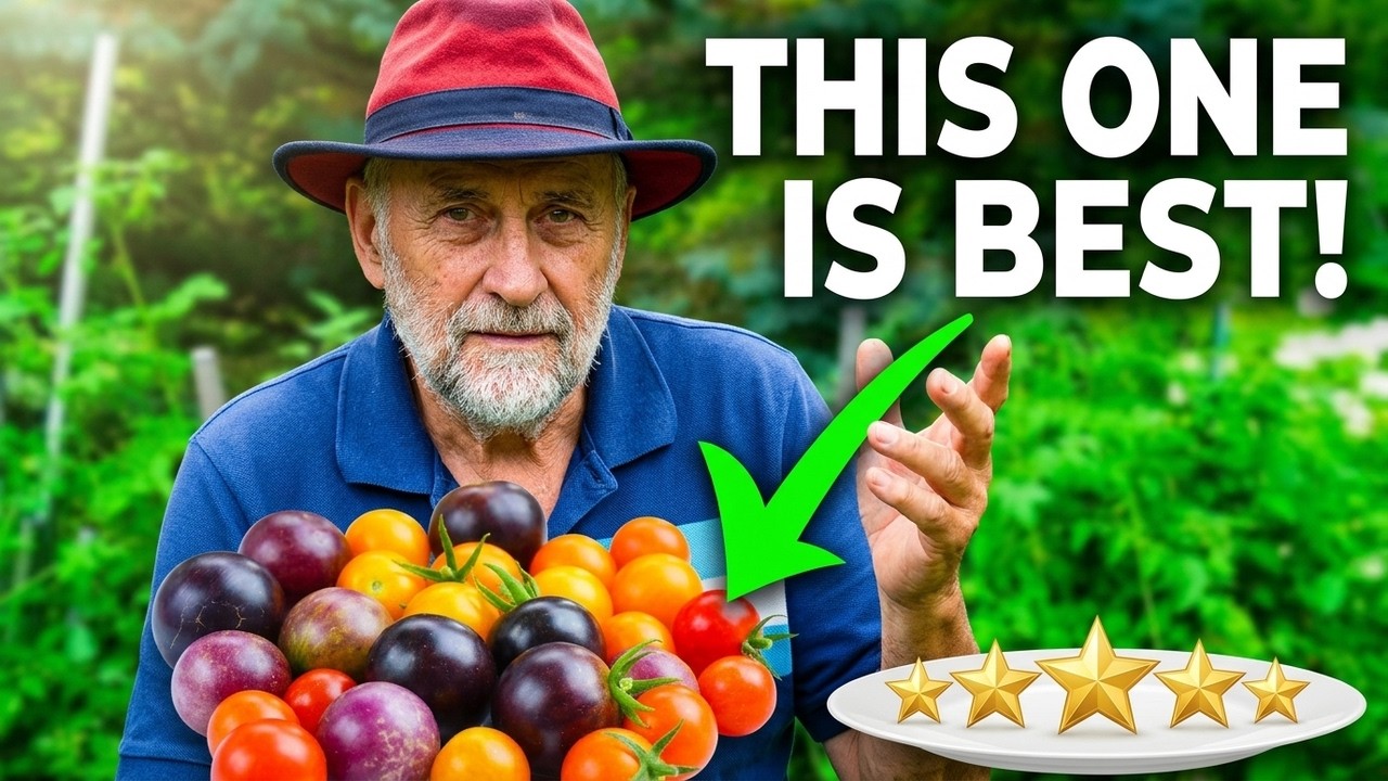 The TOP Cherry Tomato For Gardeners Revealed!