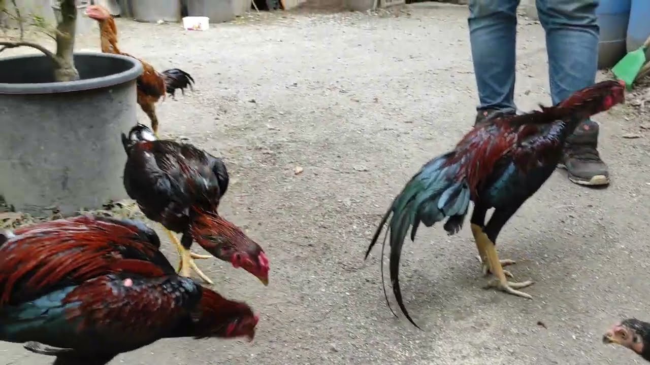 /// AHMET BEYDEKİ HOROZDAN YAVRU ALABİLMEK İÇİN TAVUK VERMEK LAZIM ///