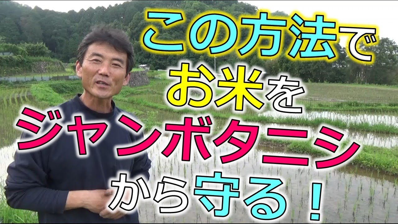 ジャンボタニシからお米を守る！最重要ポイント！