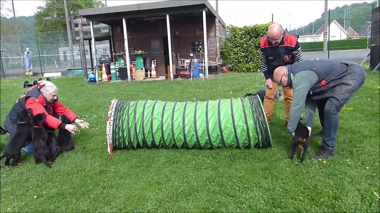 Beaucerons du Fond des Camps - Les 8 chiots de Uani au club canin, 8 semaines.