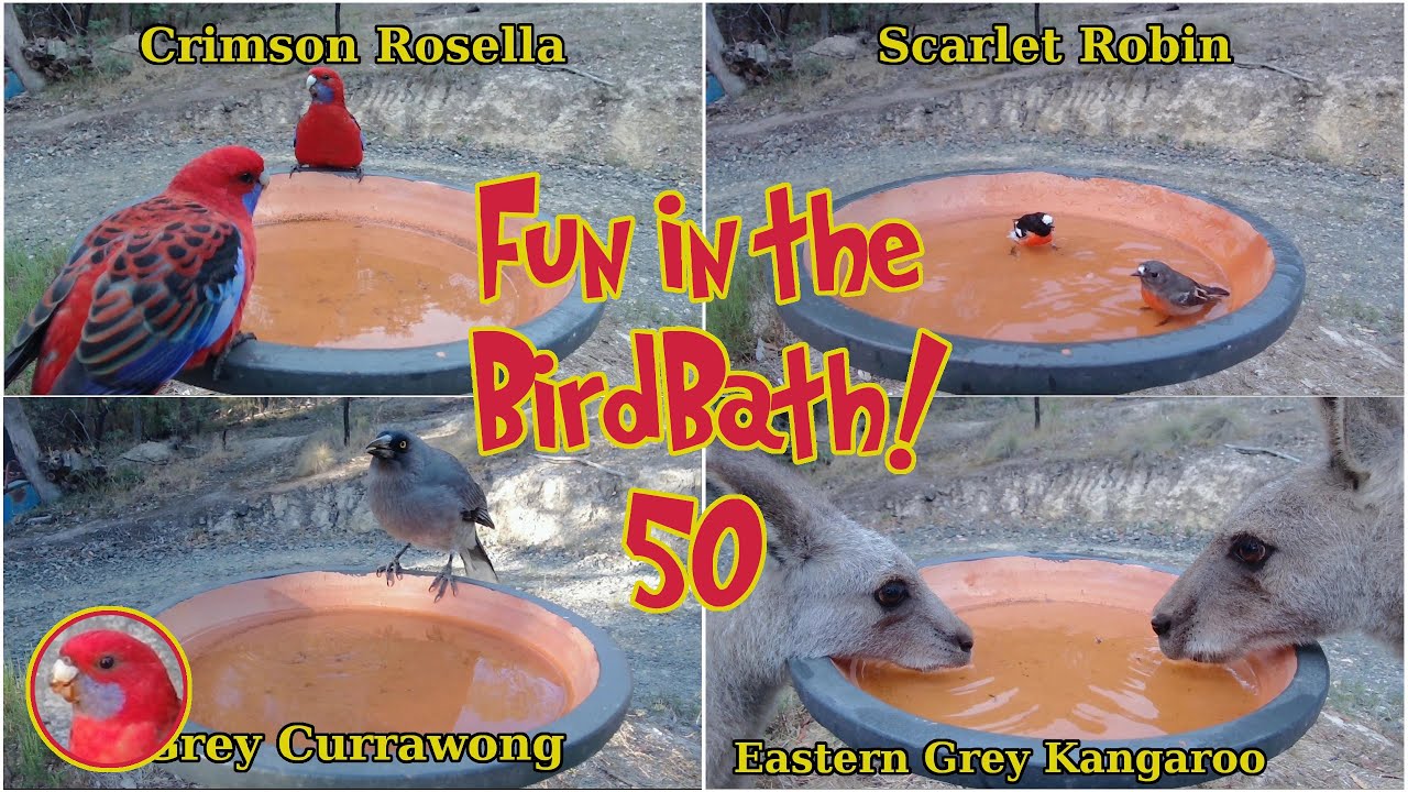 Fun in the Birdbath 50 - All Animals Named! (Special Episode)