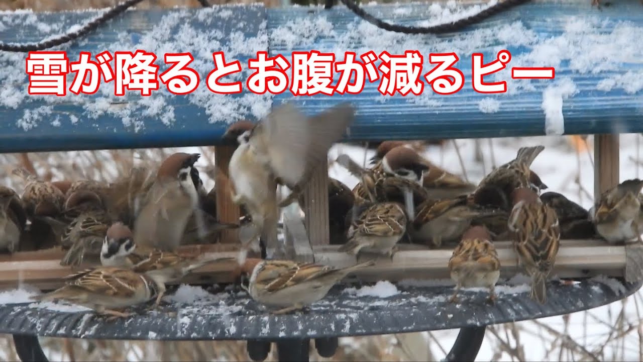 まるおの母　まるこの宿根草と低木の庭　2026 01 29 時々雪が降って、寒い一日でした。庭に来た野鳥は9種類‼️なかなか10種類になりません。阿武隈川も悪天候で撮影には不向きでした😭￼