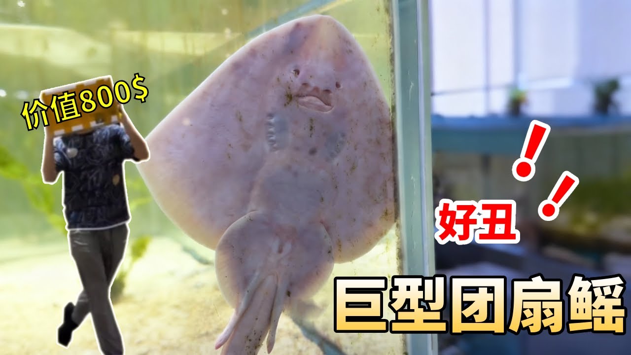开出海洋巨物！800块开出巨型团扇鳐，他怎么不会笑呢？这样子好丑啊#大魚 #海洋生物 #私人海洋 #animals