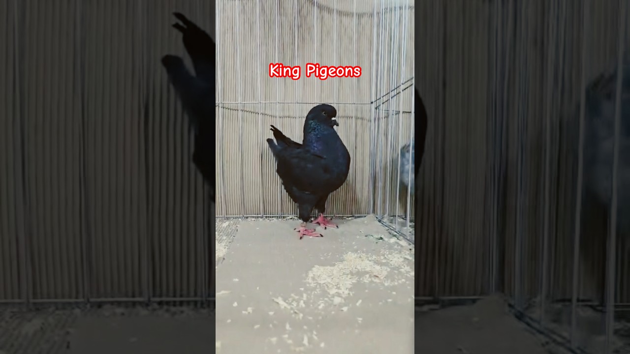 King Pigeon Gujarat Fancy Pigeon Show #pigeon #kingpigeon #fancypigeon