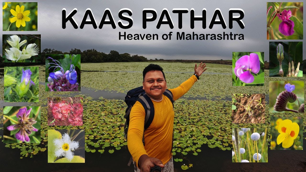 Kaas Pathar | Thing you need to know before planning for Kaas | Variance of Flower | Satara Ep 5