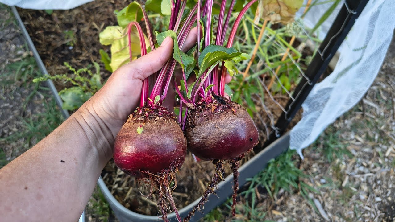 Is Summer Ending Early? Chilly Mornings, Harvesting Beetroot / Beets - Reverse Homesteading