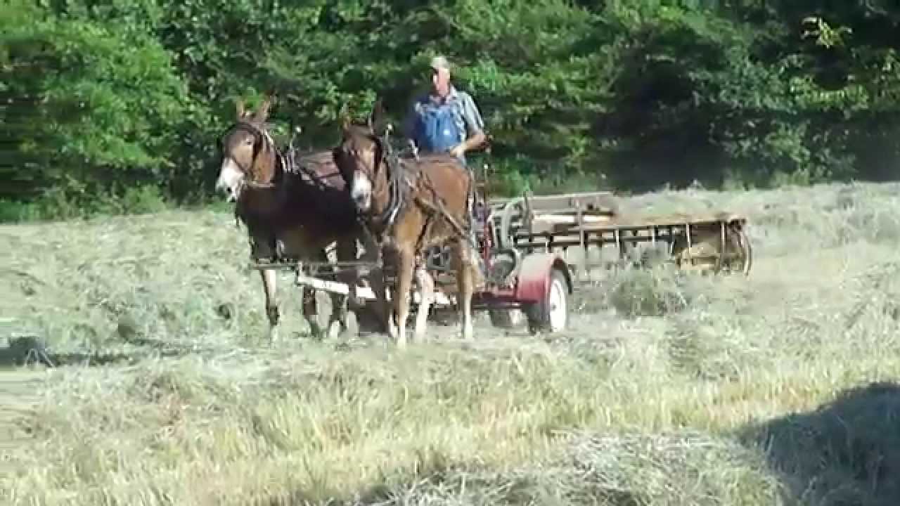 Mules Raking Hay in Manchester Tennessee, June 2014