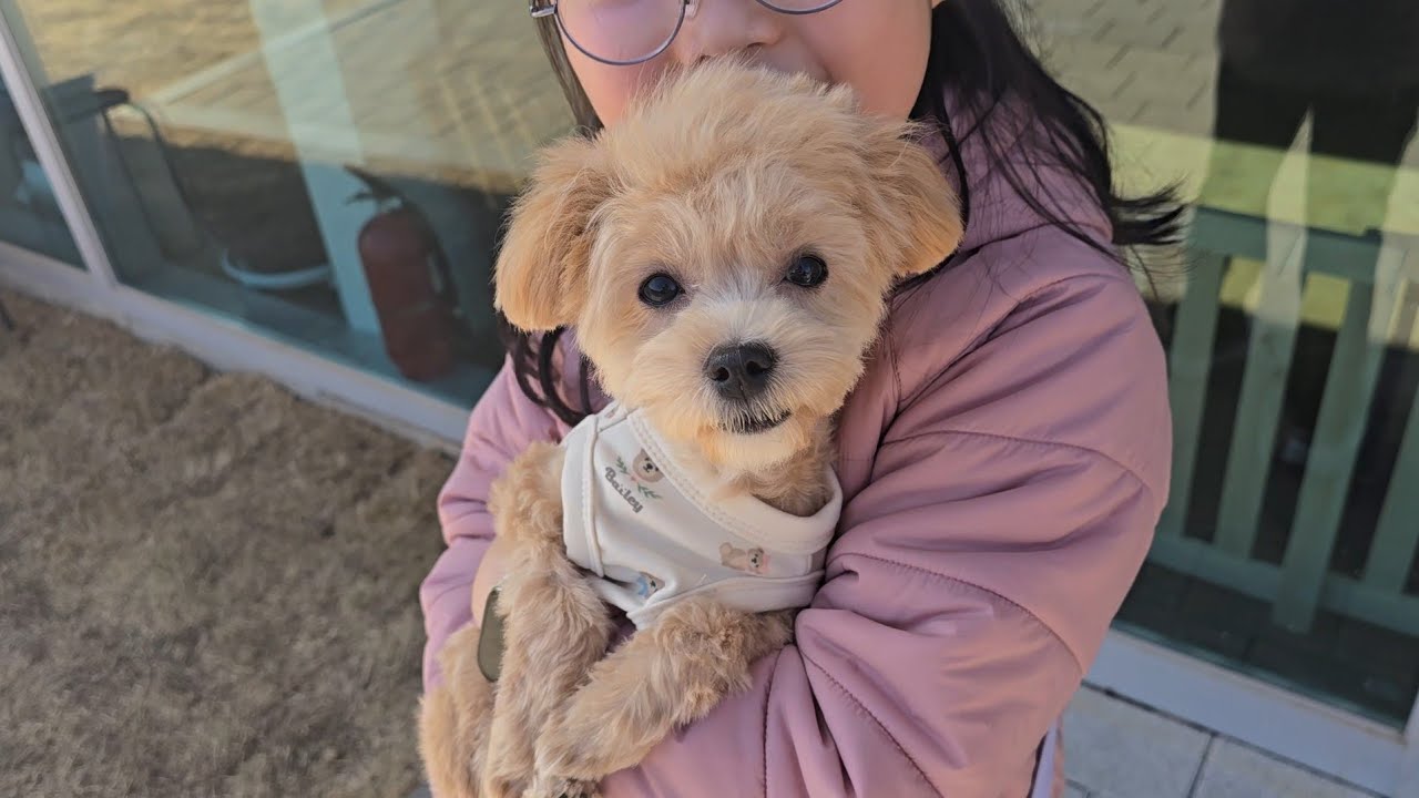 쿠키와 애견카페에 다녀왔어요.🐶🥤
