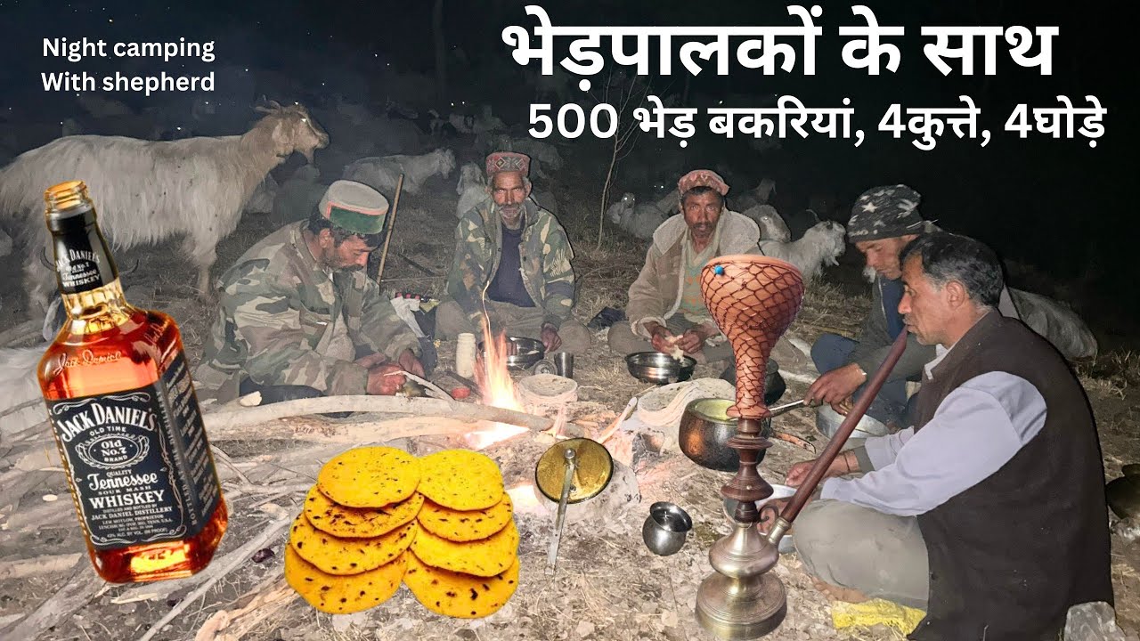 NIGHT CAMPING IN JUNGLE WITH NOMADIC SHEPHERD. भेड़पालकों के साथ 500 भेड़ बकरियां, 4कुत्ते, 4घोड़े