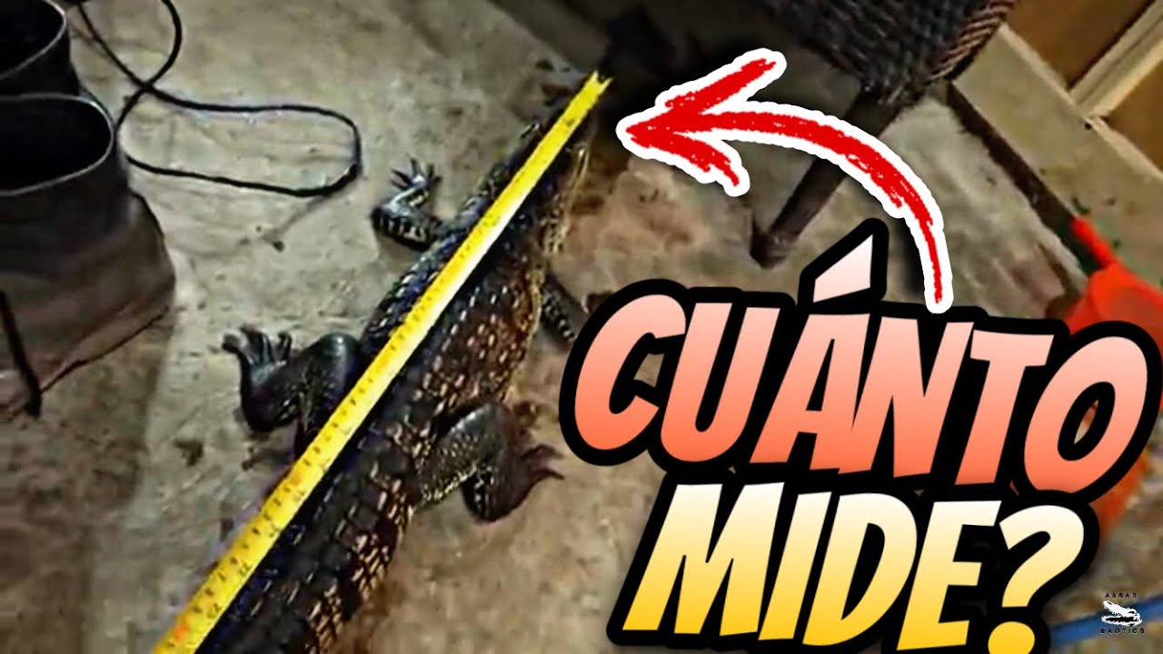 Cuánto Mide Mi Cocodrilo? Parte 1