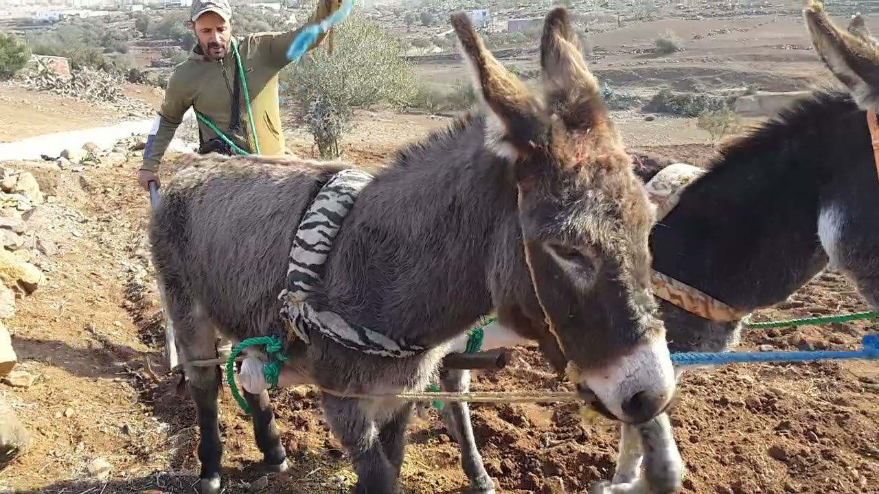 الحرث الأرض على الحمير بالطريقة التقلدية/بني سيدال الجبل
