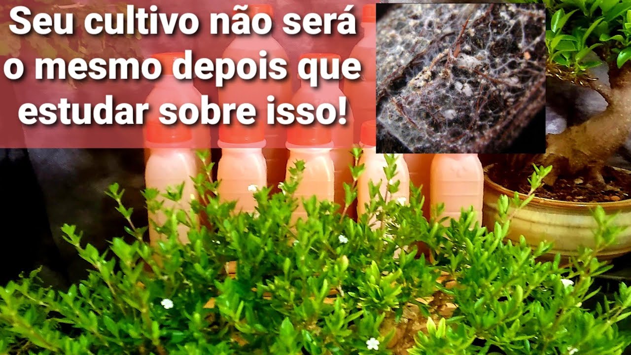 Formas de utilizar os micro-organismos eficazes (EM)