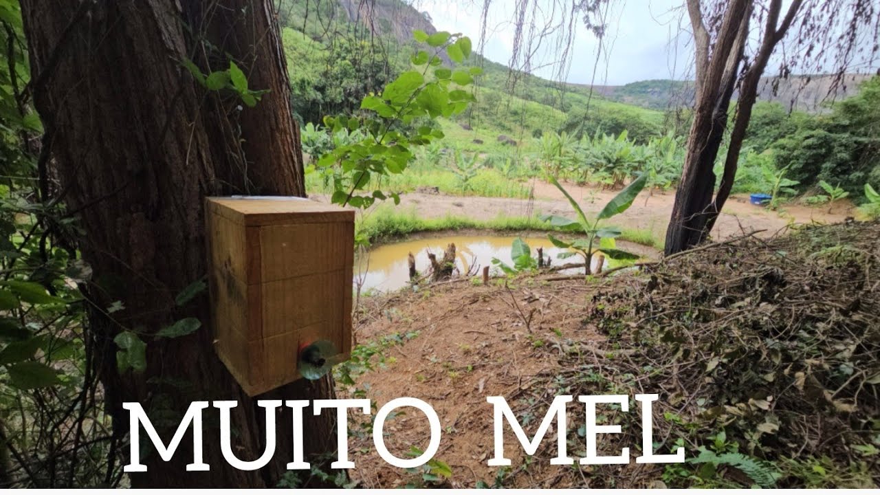 TRANSFERÊNCIA  DE  ABELHAS JATAÍ