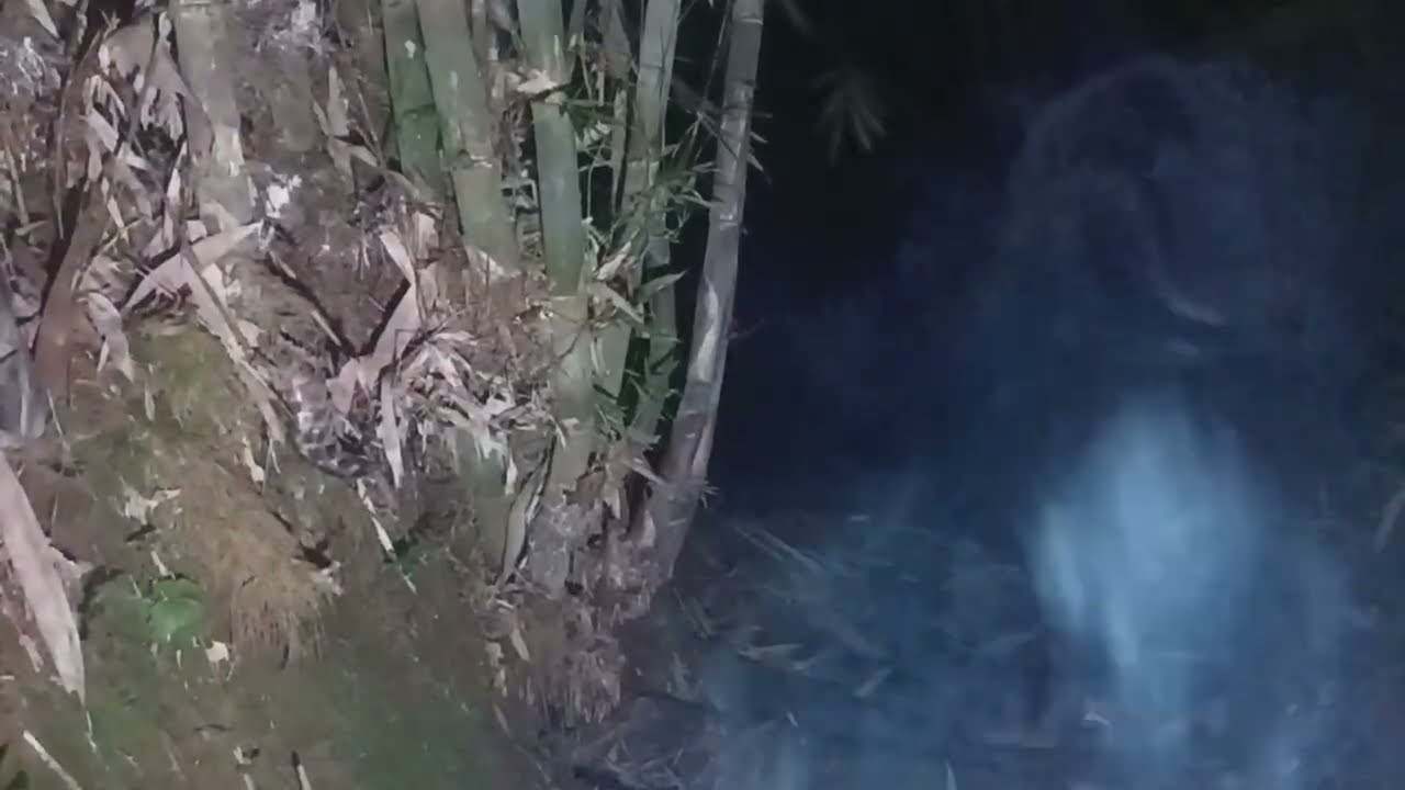 Apes