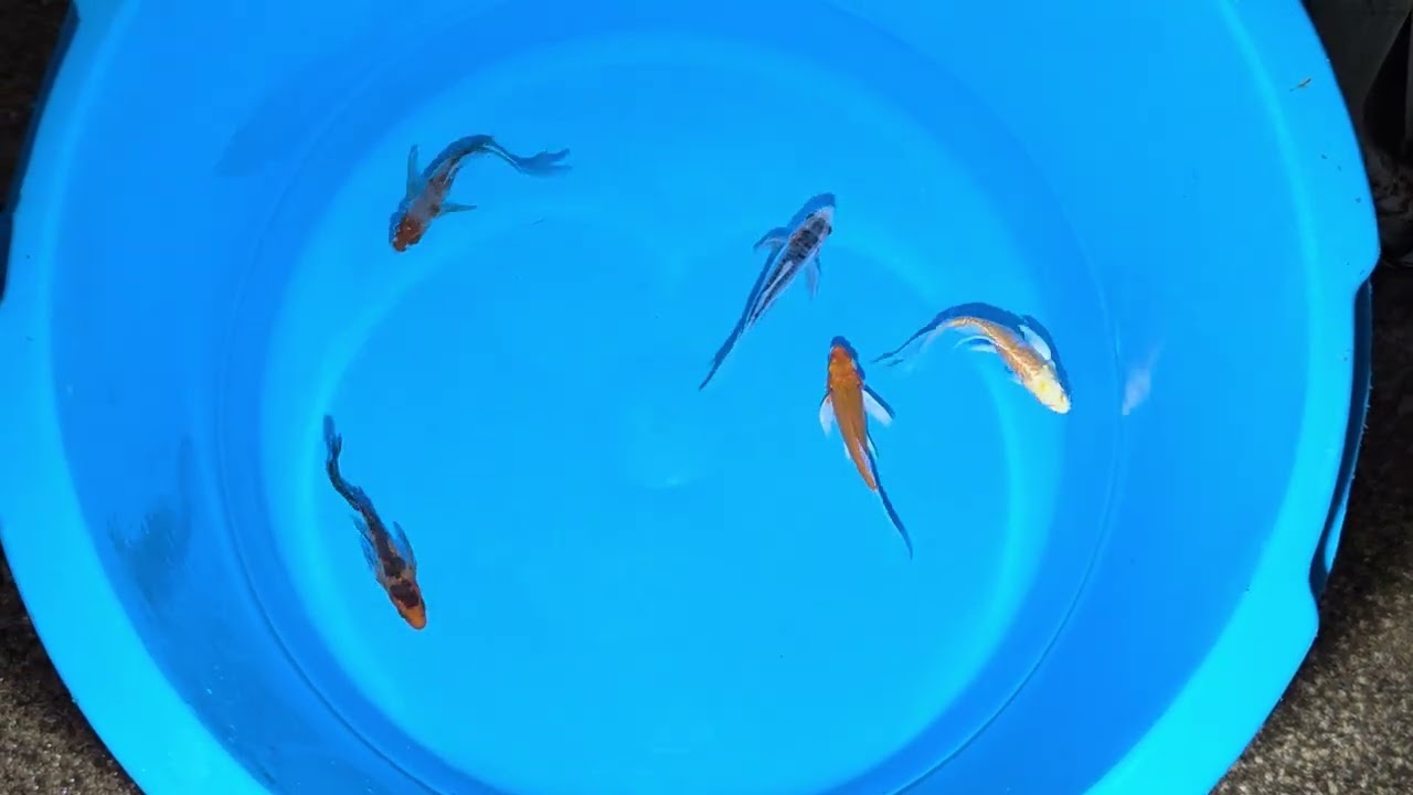 Butterfly Koi  Mix Premium Quality Koi Fish