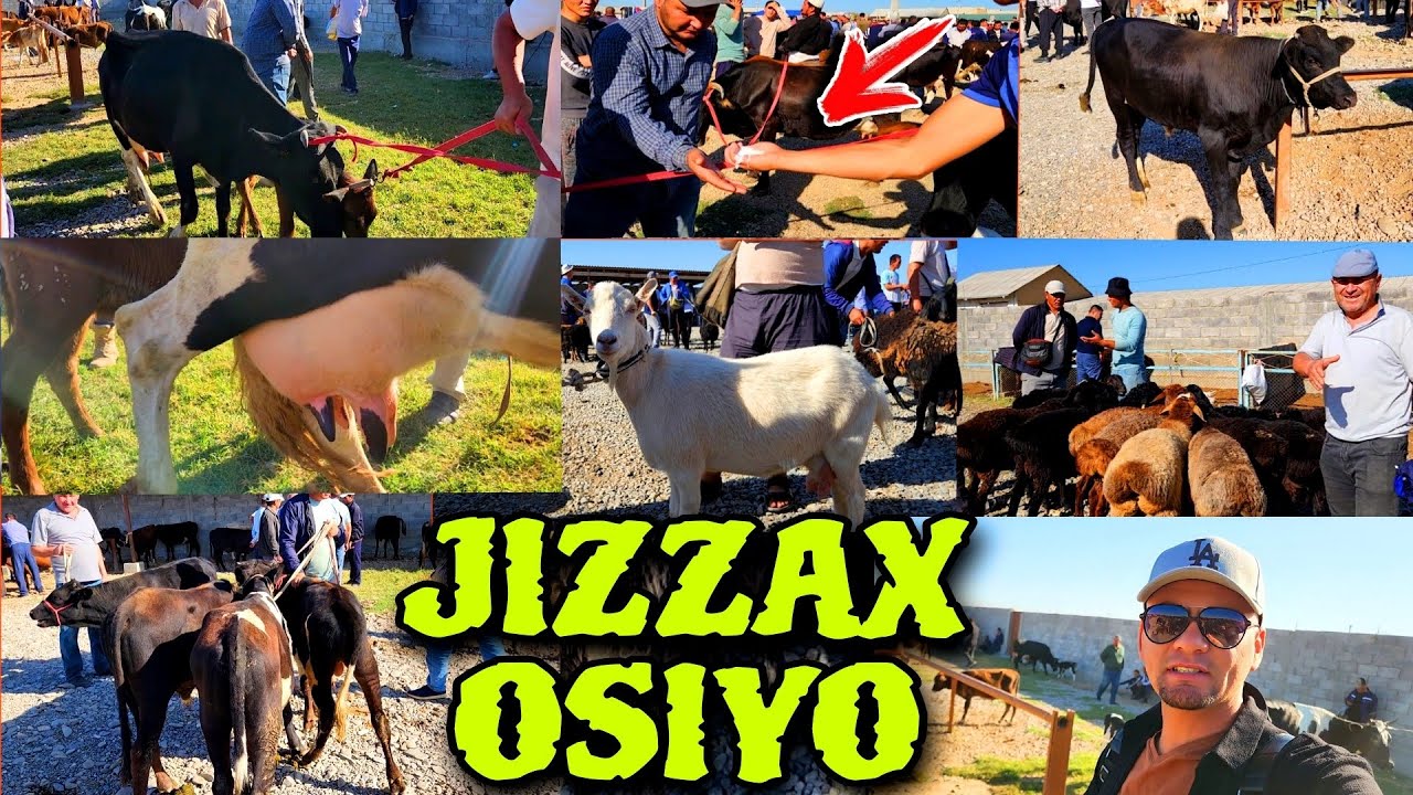 JIZZAX OSIYO CHORVO BOZORI NARXLARI OSHMOQDA ЖИЗЗАХ ОСИЙО ЧОРВО БОЗОРИ КАМОЛИДДИН УЗ KAMOLIDDIN.UZ