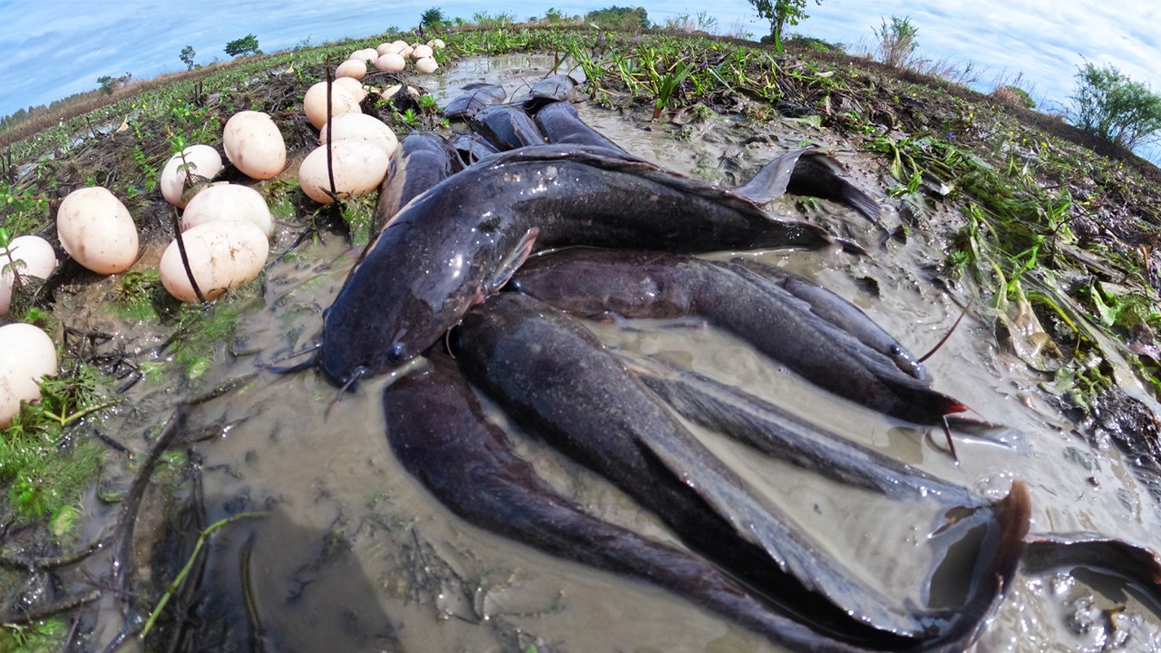 Surprisingly! fisherman catch fish and pick duck eggs in rice field under algae in mud water by hand