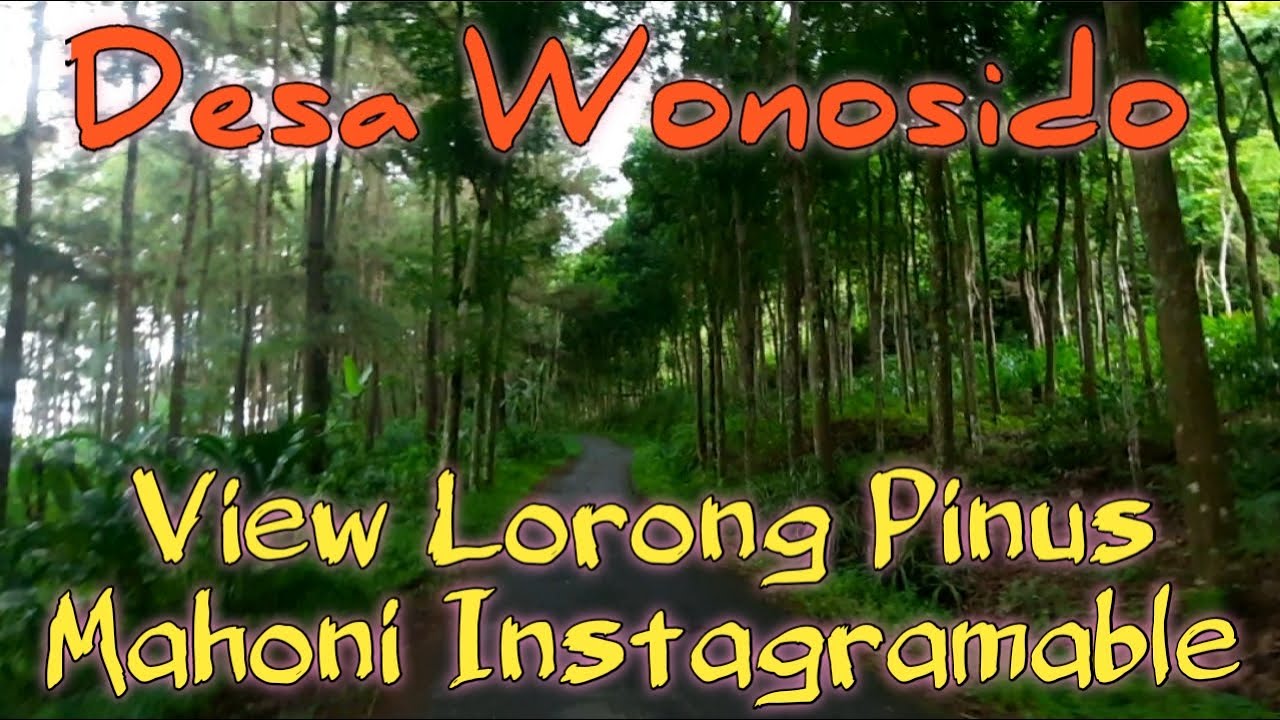 DESA WONOSIDO PITURUH PURWOREJO I ADA LORONG PINUS MAHONI YANG INSTAGRAMABLE LOH !!!