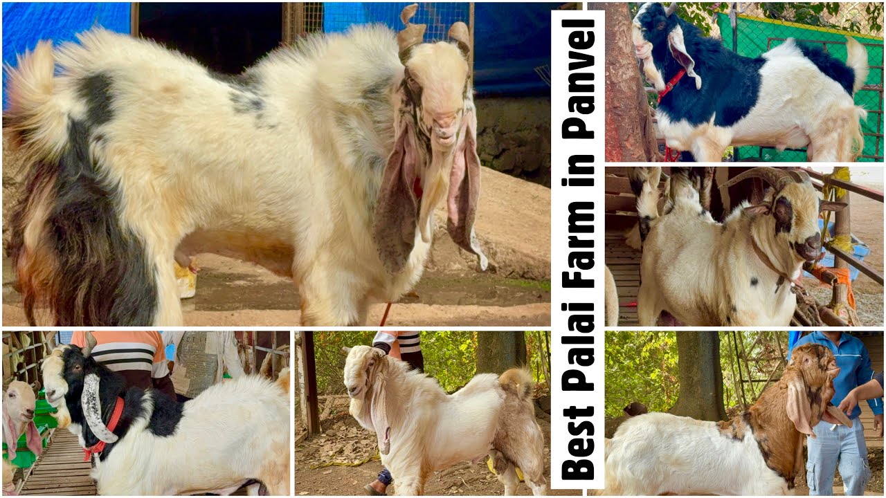 Panvel Goat Farm Full Tour | The Best Palai Farm in Panvel