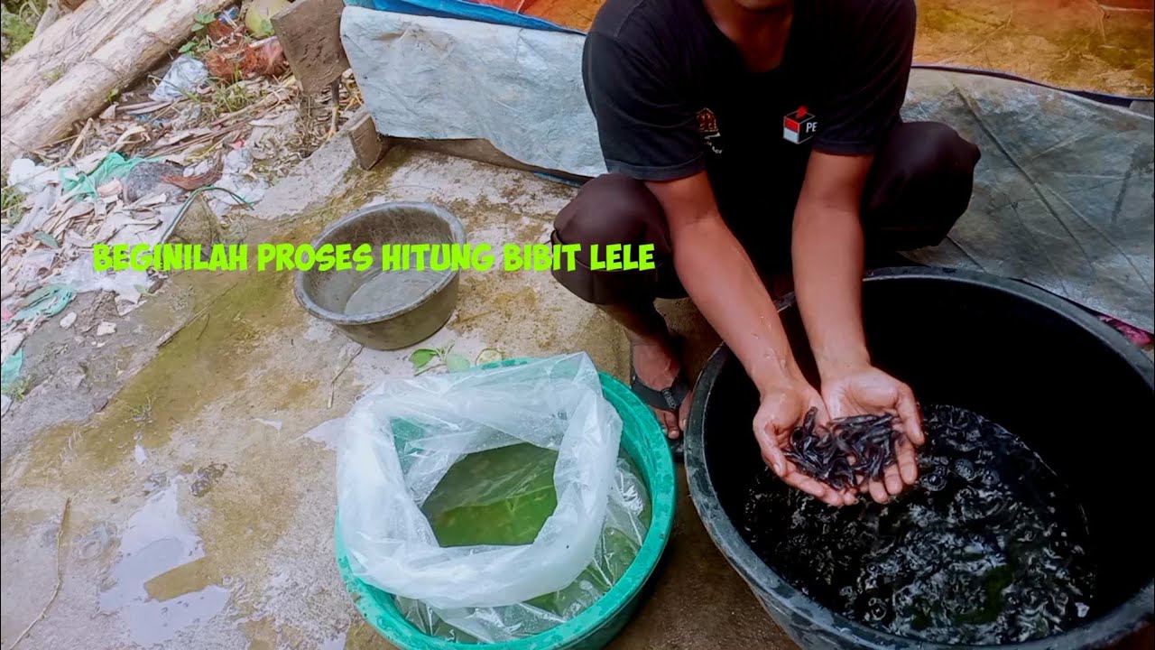 Cara hitung bibit lele yang baik dan tepat