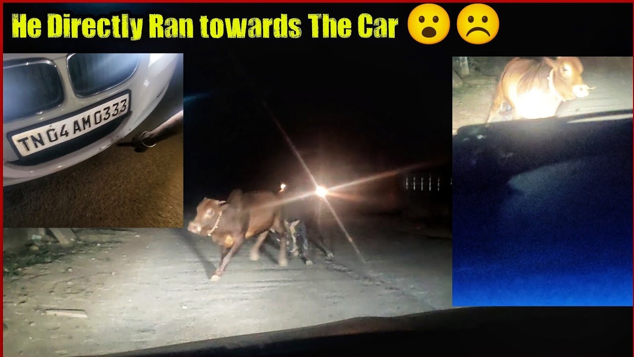 BMW Car மேல மாடு மோதிடுச்சு 😭 - Goa Trip | Day 1 | Enowaytion Plus