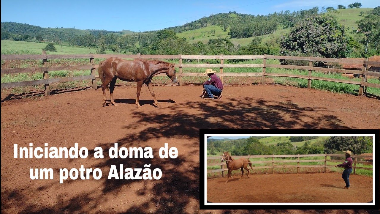 Iniciando a doma de um potro Alazão