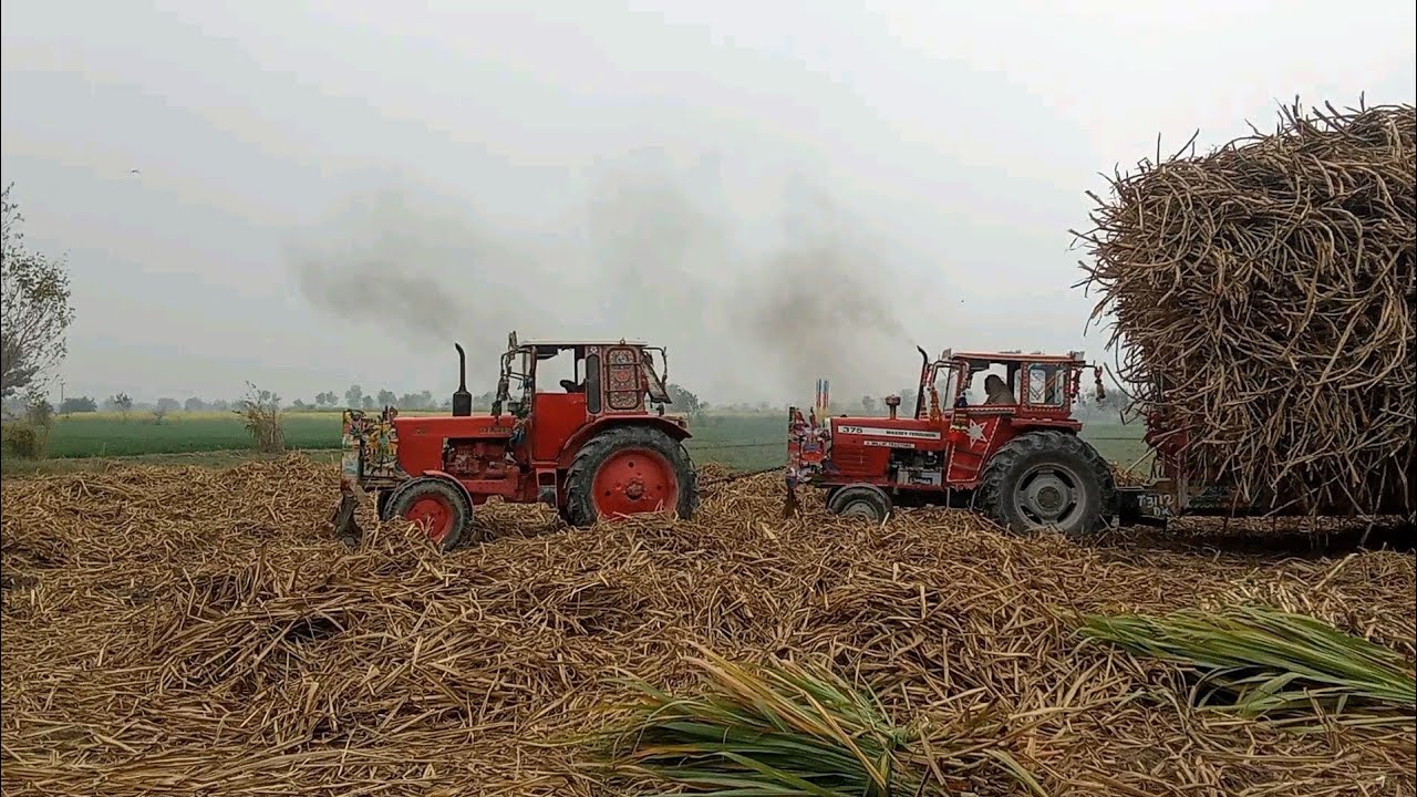 Belarus 510 & Mf 375 Pulling Sugarcane Loaded Trolley || tractor trolley || tractor video 