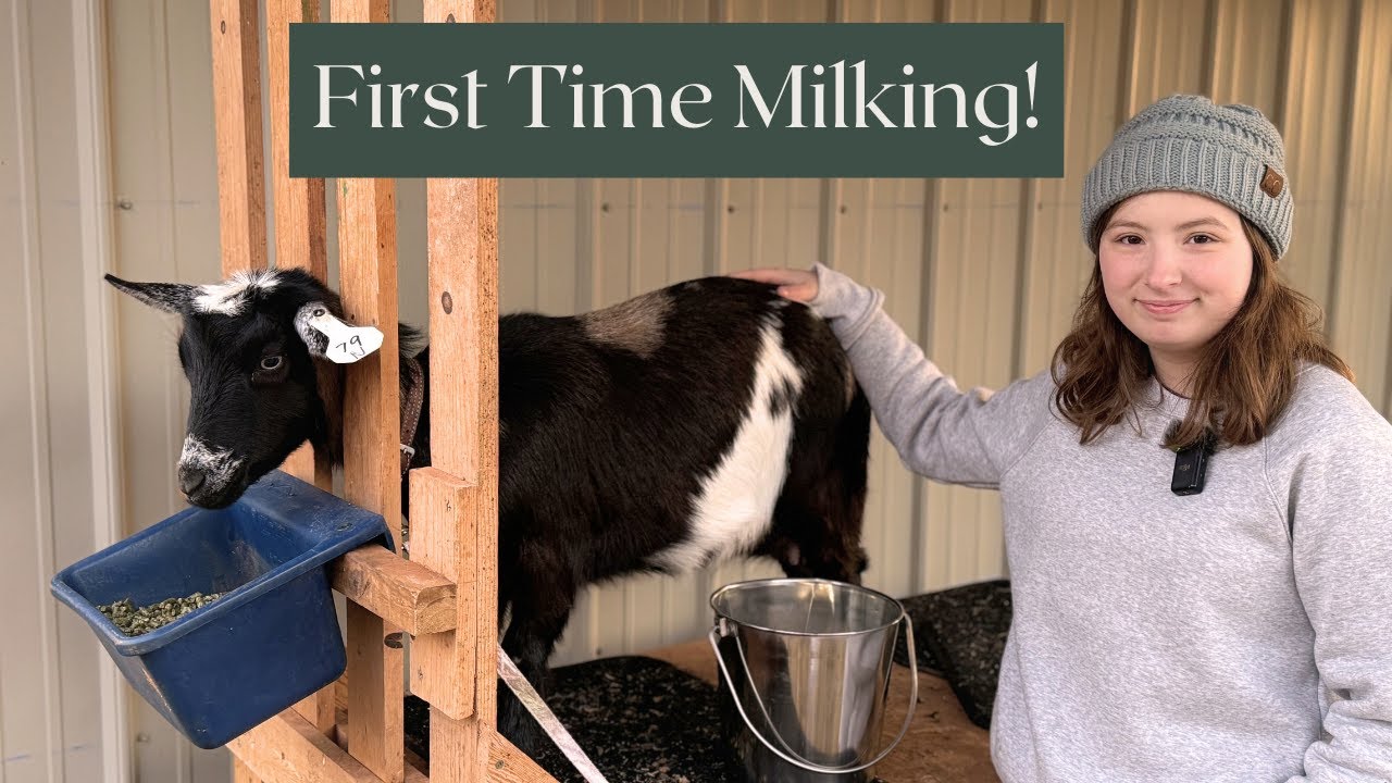 Learning to Milk: Taylor's First Milking Adventure with Her Goat