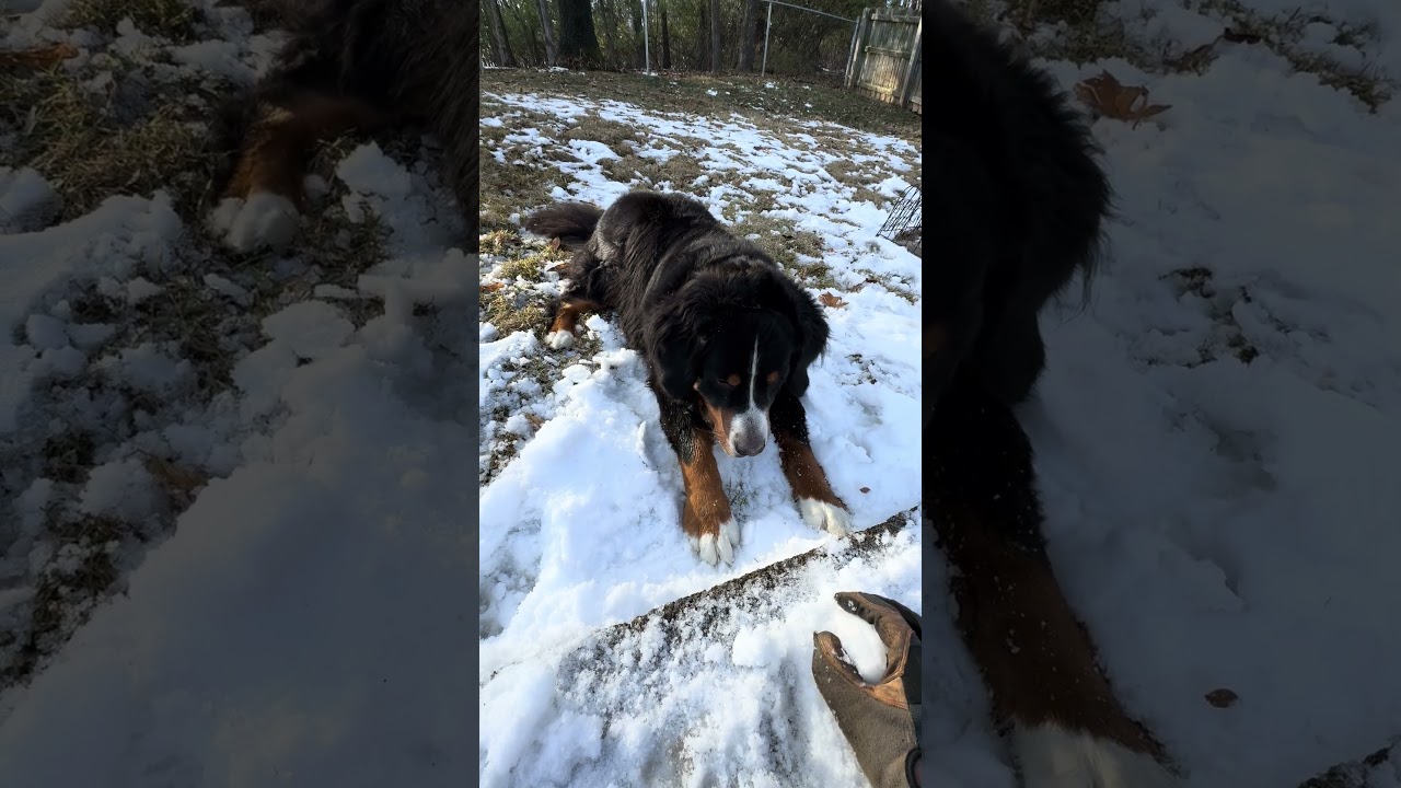 #bernesemountaindog plays #snow ball catch