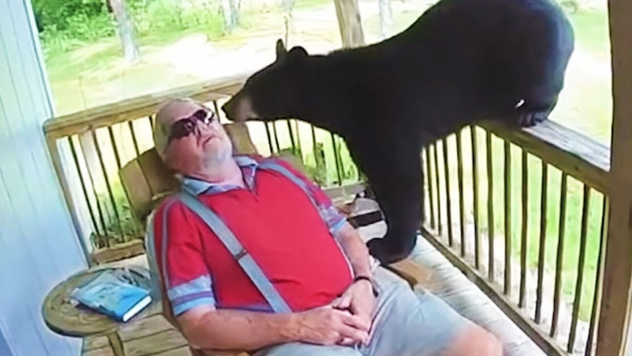When Animal Gets Up Close Humans in The Funniest Ways 🤩 Funny Animal Videos 2025