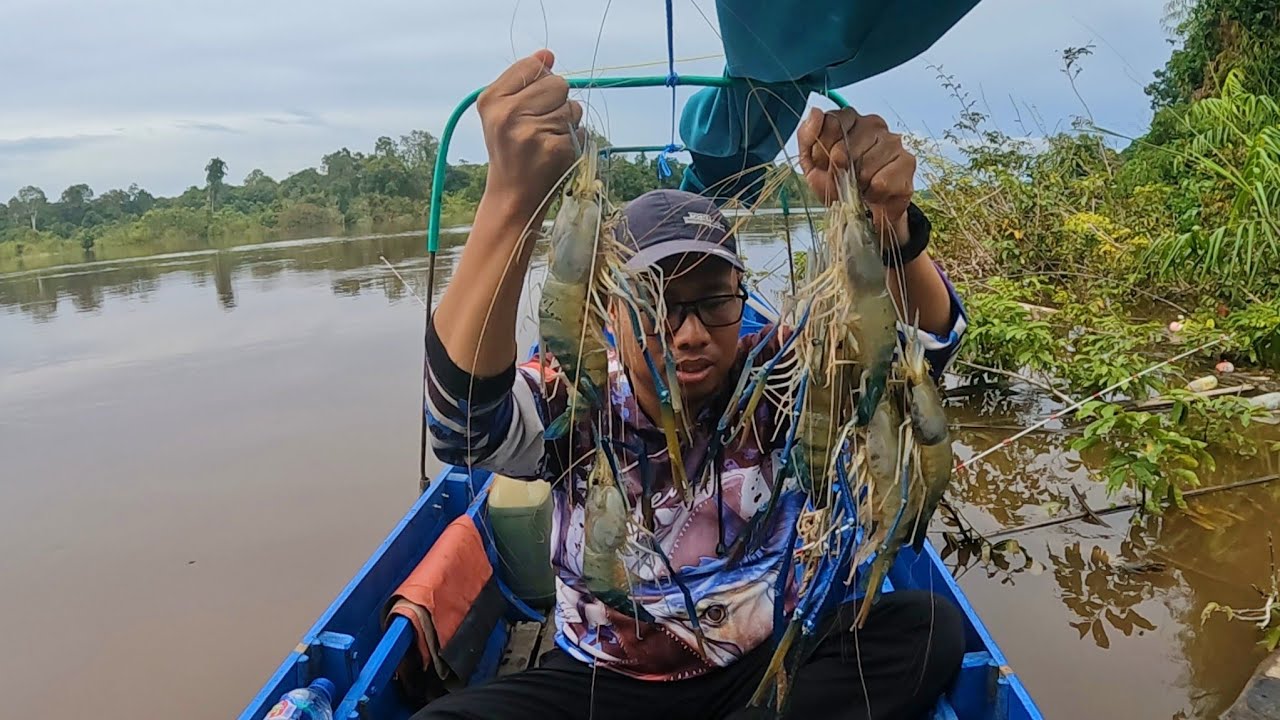 Banyak udang galah besar nya di kala air tinggi