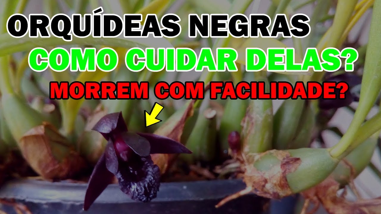 COMO CUIDAR DE ORQUÍDEAS NEGRAS? Cultivo e Alertas para VOCÊ TOMAR CUIDADO (Maxillaria Schunkeana)