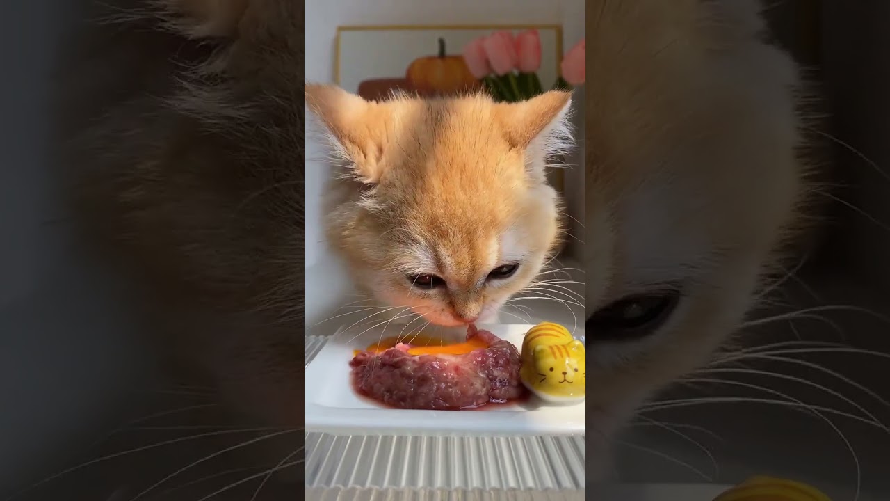 Little Cat Immersed In Eating Raw Meat Stained Egg Yolk #shorts #kitten #cats